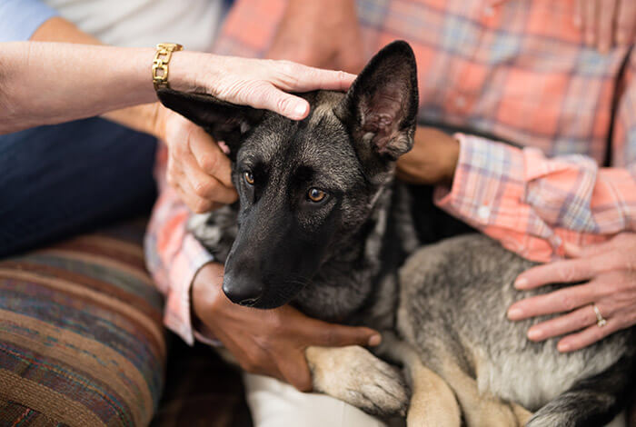 a Lupa Italiano getting pets from his owner's friends
