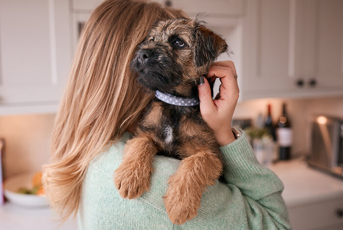 a woman petting her Border Terrier while carrying him 