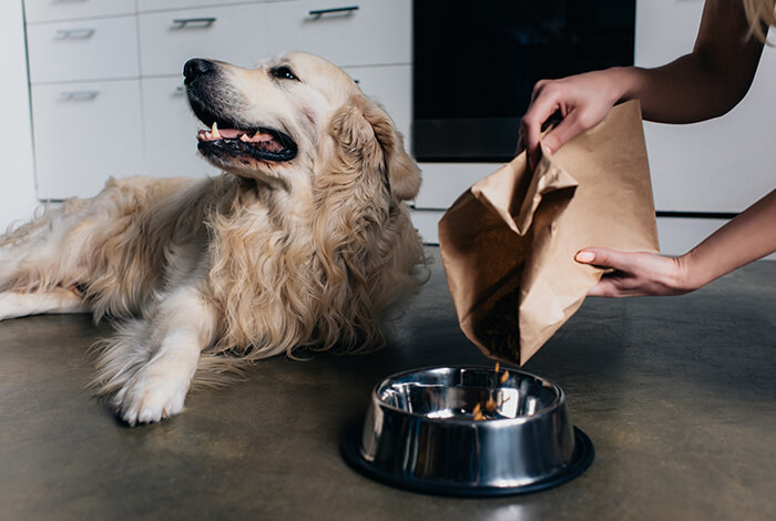 Golden Retriever looks away while kibble is being poured into his food bowl