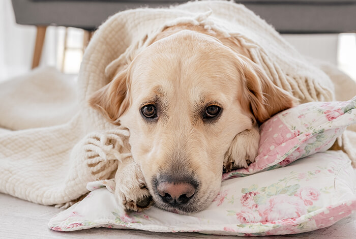 a sick Golden retriever plopped on a pillow, covered by a blanket