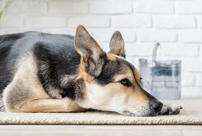 a dehydrated dog without appetite for food and water