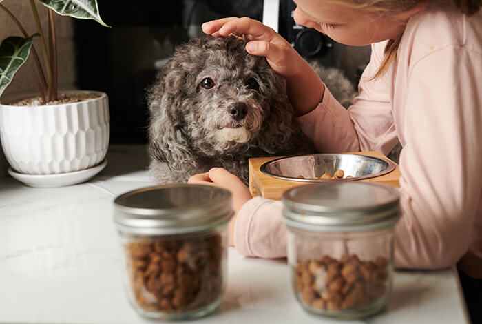 a Poodle crossbreed getting pets from his owner while his food is being prepared