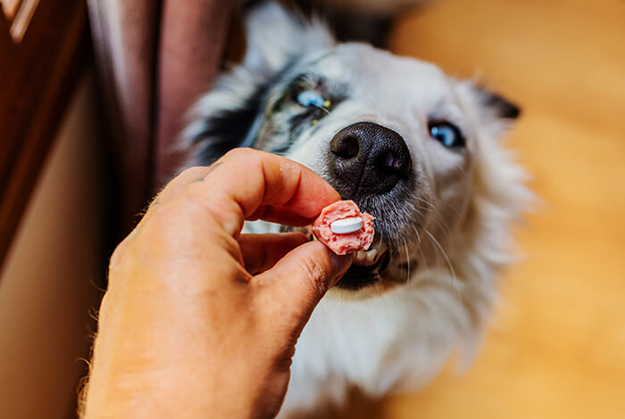 person feeding a treat with hidden medicine to a white and black dog with blue eyes