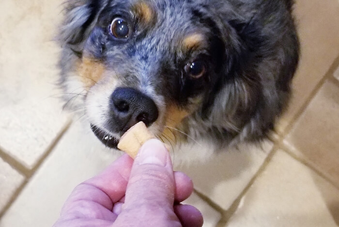 person feeding a black, white, and brown dog a treat on a tiled floor