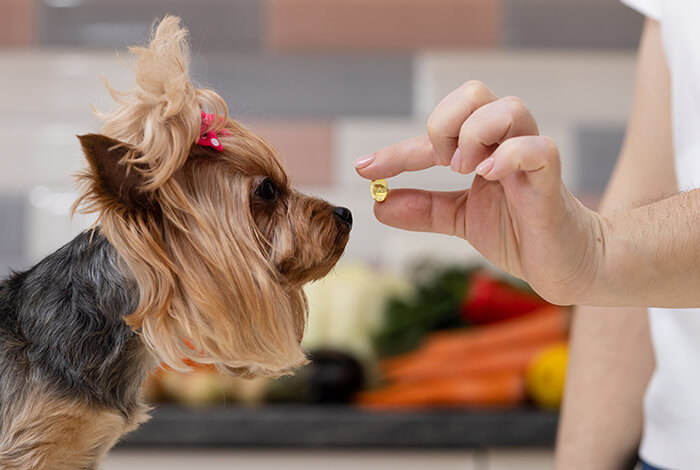 Yorkshire Terrier looking at a pill held by a person in a kitchen