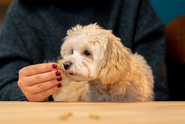 a fluffy little dog nibbling on a treat from someone’s hand