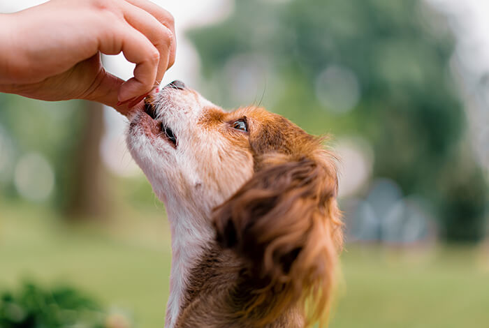 a happy puppy receiving homemade puppy treats from a person’s hand outdoors