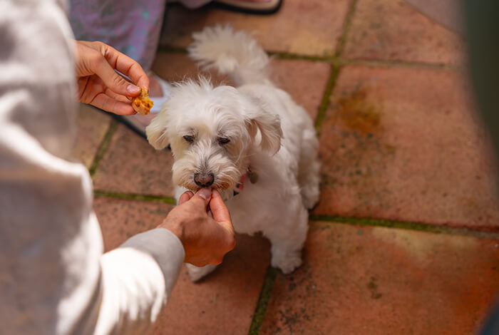 a white puppy taking a homemade puppy treats from a person’s hand outside