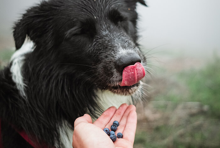 a Border Collie eating freshly picked blueberries