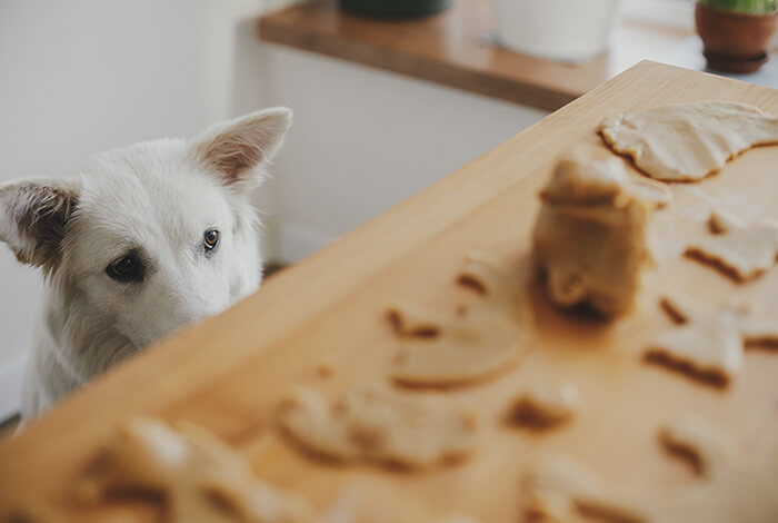 a Japanese Spitz staring at molded dough on a kneading board
