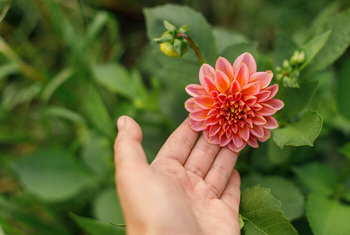 a hand gently holding a beautiful dahlia flower in an autumn garden