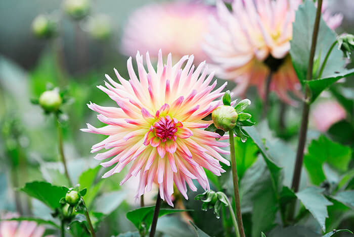 close-up of a pink dahlia flower head with soft, detailed petals
