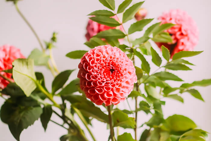 a vibrant pink dahlia flower blooming in a summer garden