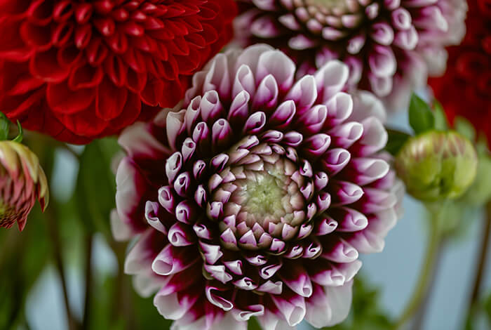 cluster of colorful dahlia flowers growing in a lush garden