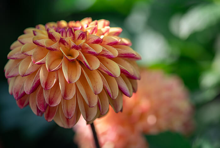 a colorful garden filled with vibrant dahlia blooms