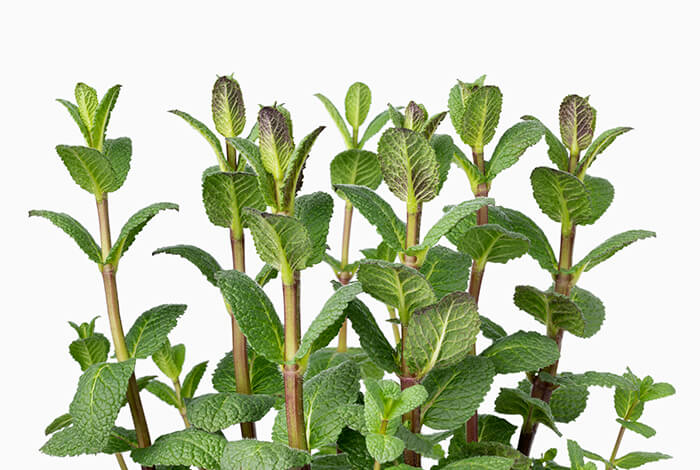 close-up of a fresh green mint plant with vibrant leaves on a white background