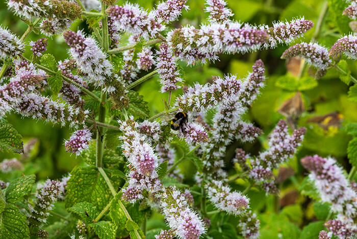fresh pennyroyal mint flowers blooming in a garden setting