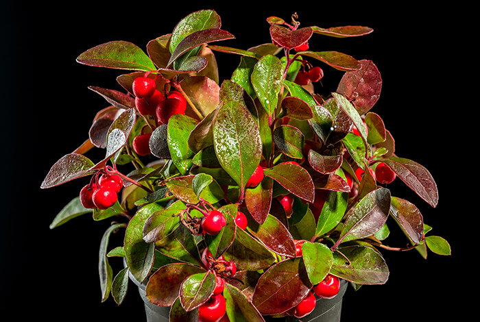 close-up of Gaultheria procumbens, also known as wintergreen, against a black background