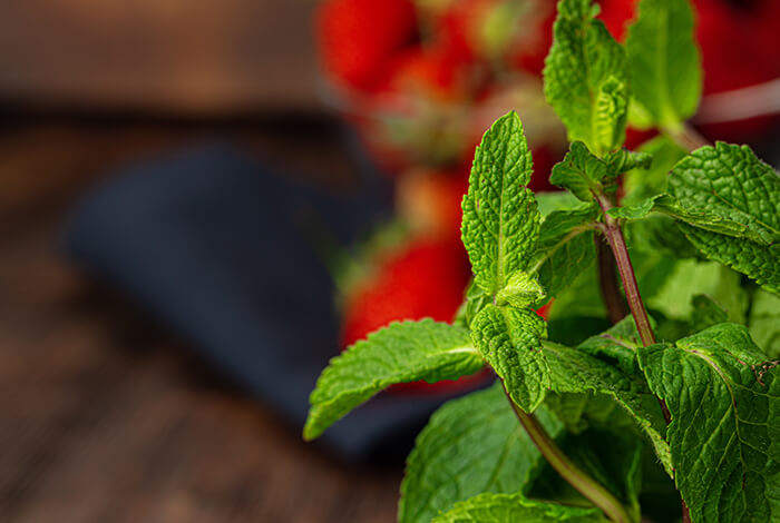 close-up of a bunch of fresh green mint leaves