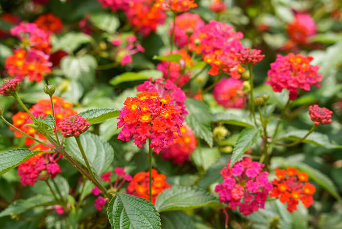 a lantana camara blooming in a garden
