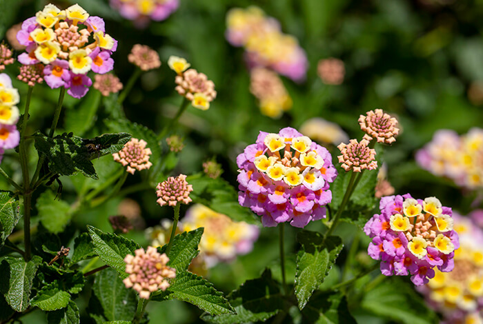 close-up of Lantana camara flowers, showcasing their vibrant colors in a summer garden
