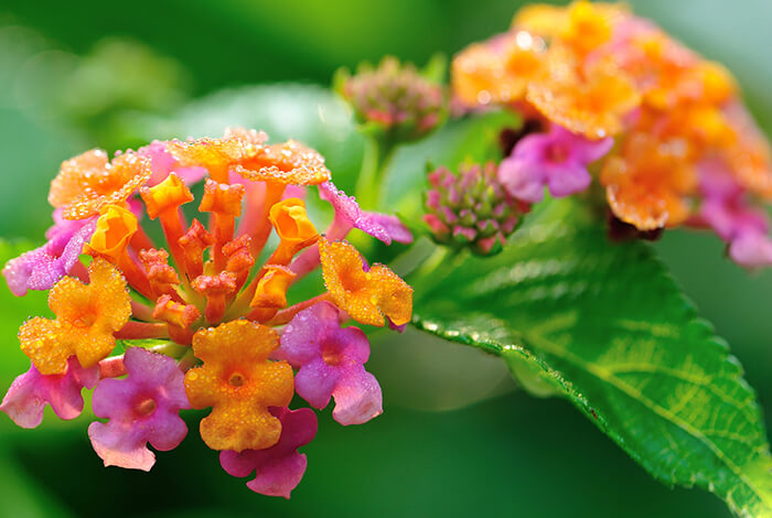 lantana camara, also known as wild sage or cloth of gold, flowering in a garden