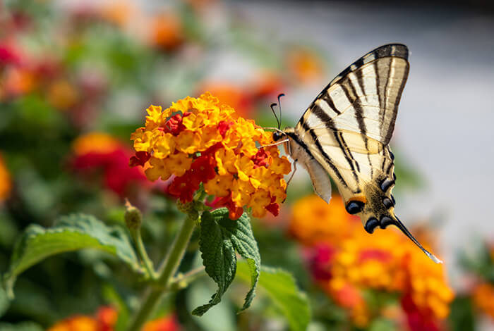 a swallowtail butterfly feeding on red and orange Lantana camara flowers in a blooming garden