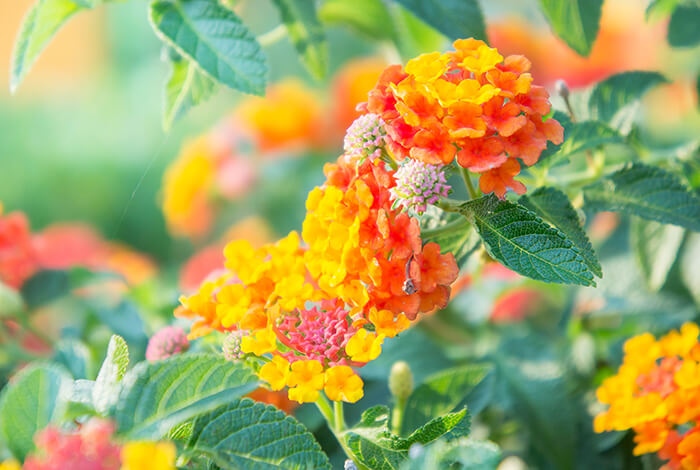 colorful Lantana camara flowers blooming in a lush garden setting
