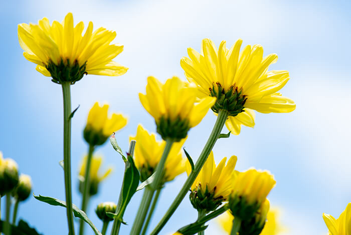 a cluster of bright yellow chrysanthemums under a white and blue sky