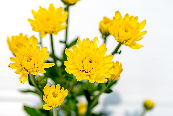 yellow chrysanthemum flowers against a white background