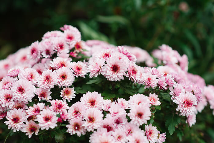pink chrysanthemum flowers in an autumn garden