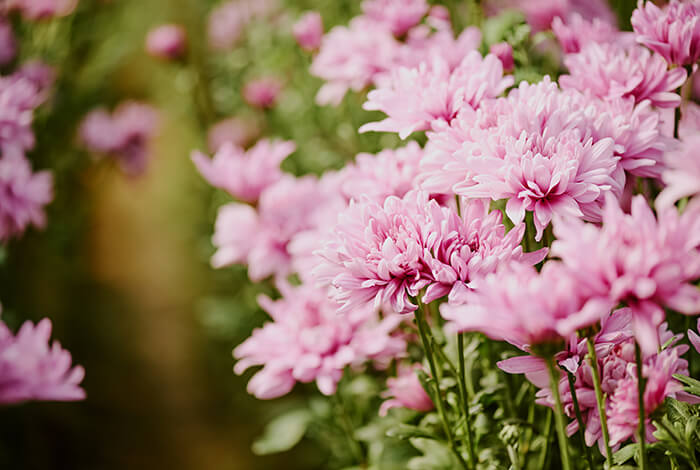 close-up of vibrant pink chrysanthemums in full bloom