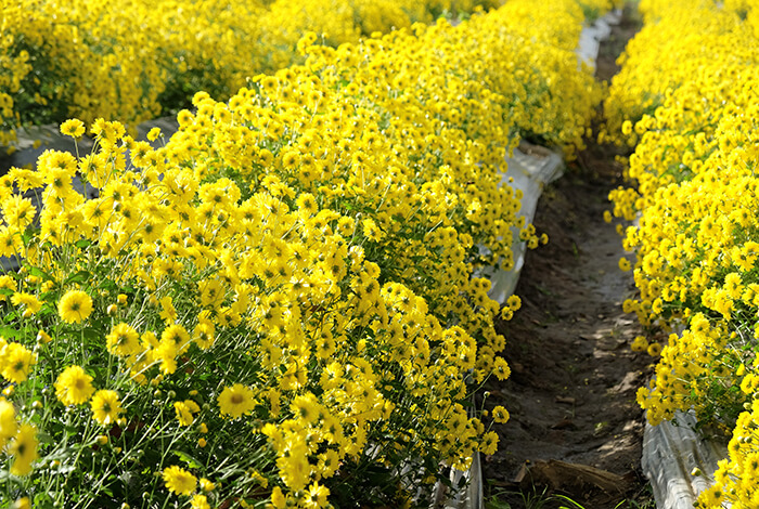 a sprawling yellow chrysanthemum farm with bright blossoms