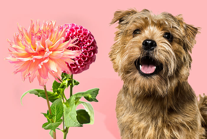 Are Dahlias Poisonous to Dogs?