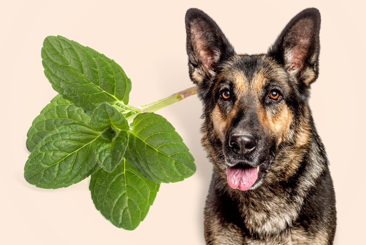 Is Mint Toxic to Dogs? 2 Varieties to Avoid