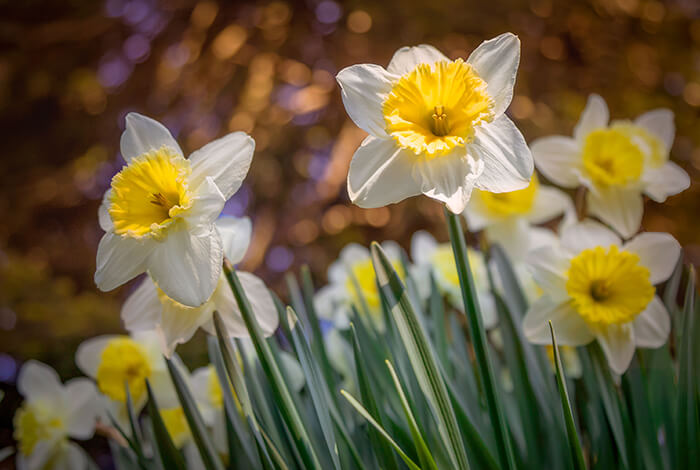 a close-up of vibrant yellow and white daffodils in full bloom during spring