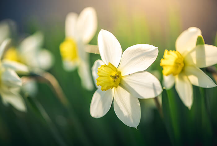 stunning white daffodils with delicate petals blooming in a garden setting