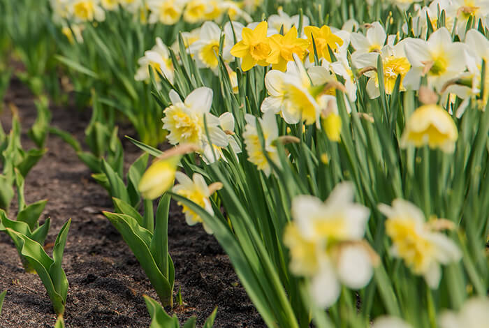 a lush field filled with bright yellow daffodils