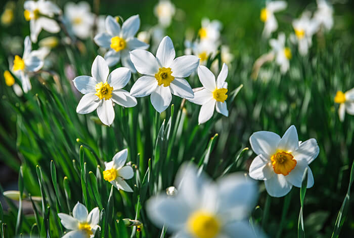 a garden scene of beautiful white daffodils surrounded by greenery