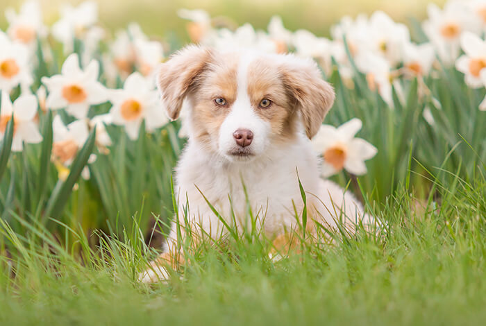 a cute Miniature American Shepherd puppy sitting amidst a patch of yellow daffodils