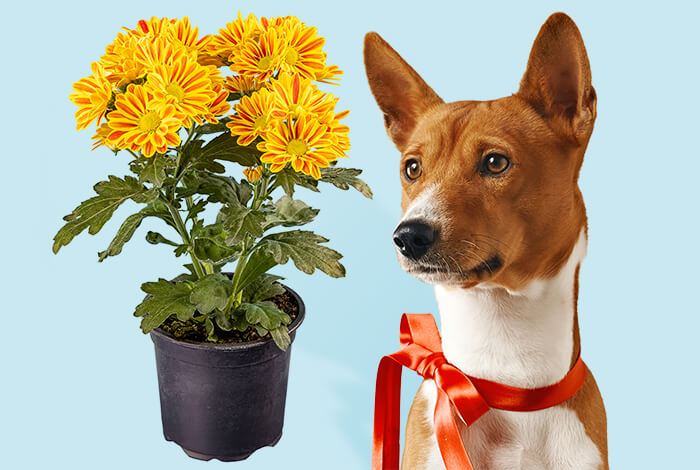 Are Mums Poisonous to Dogs?