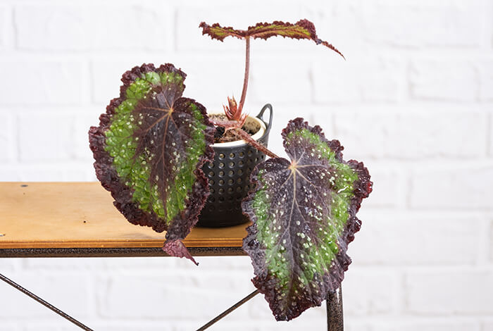potted begonia with polka dot leaves on a wooden table