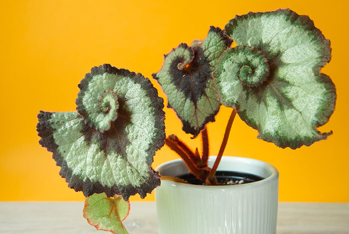 begonia plant with green and purple leaves on an orange background