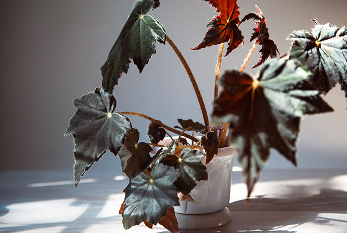 begonia cleopatra plant on a sunny windowsill with shadows