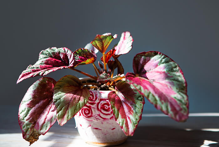 potted Begonia Maui with pink and green variegated leaves in sunlight