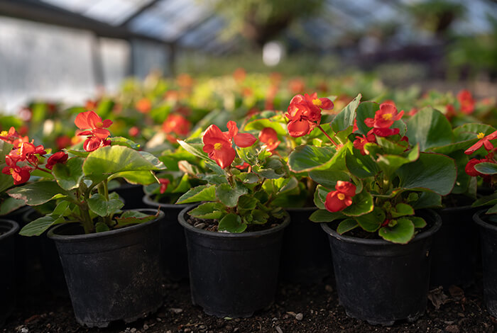red begonias in pots inside a greenhouse