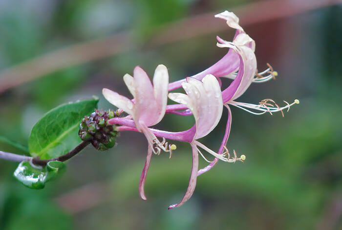 pale pink honeysuckle flower with elongated stamens, set against a soft green background