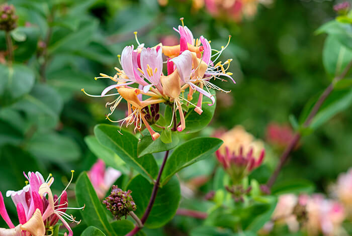 vibrant pink honeysuckle flowers with yellow stamens, surrounded by green foliage