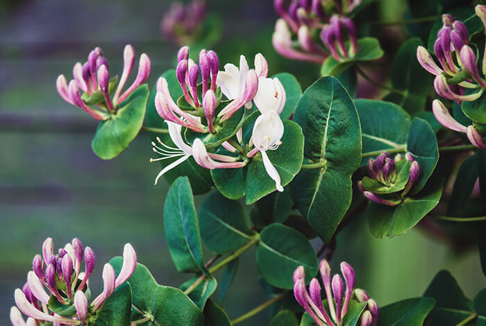 close-up of pink and white honeysuckle blossoms with green leaves