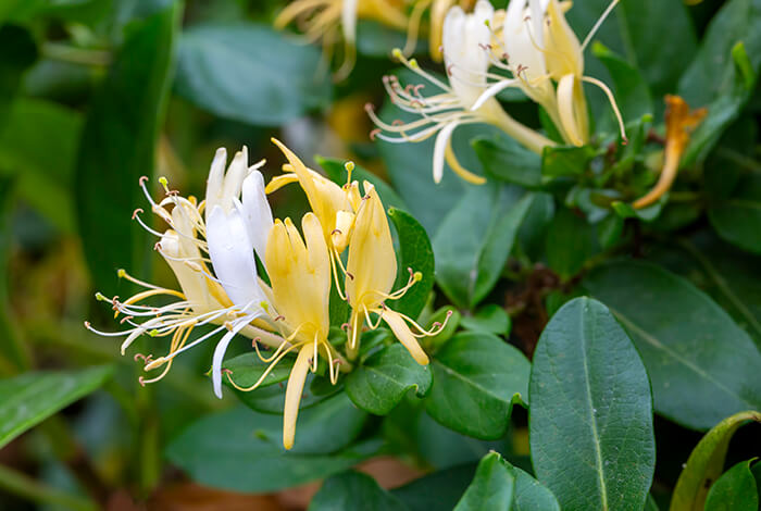 yellow and white honeysuckle flowers with lush green leaves